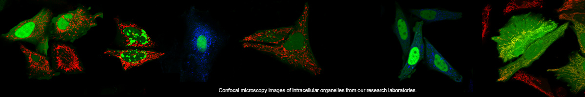 Confocal microscopy images of intracellular organelles from our research laboratories.