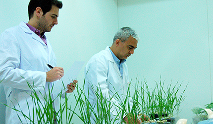 Wheat plants growing in hydroponic culture