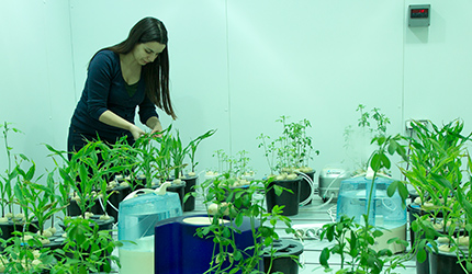 Wheat plants growing in hydroponic culture